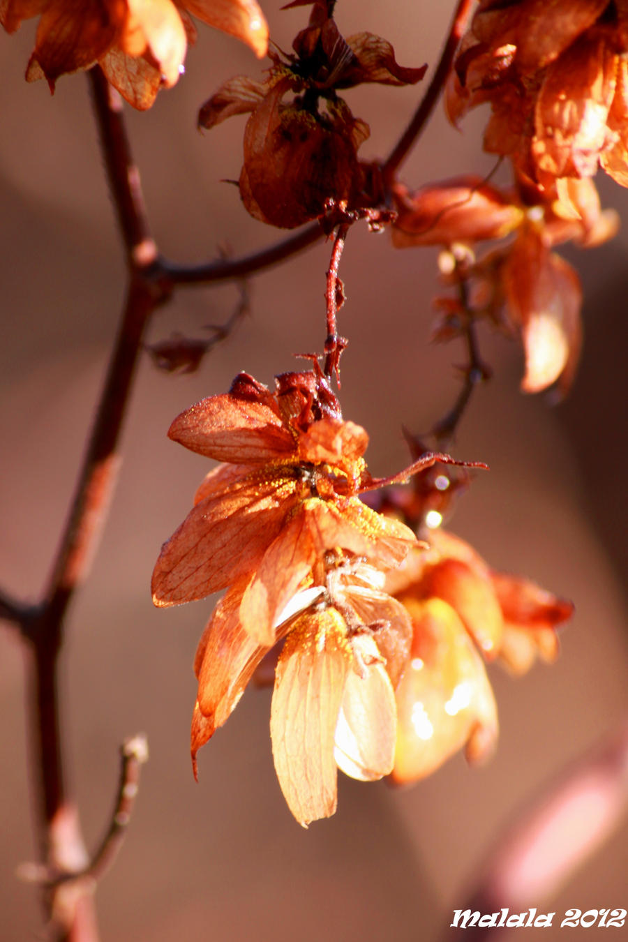 Autumn jewels