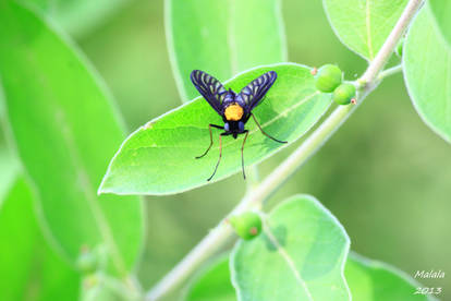 Chrysopilus thoracicus