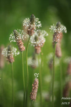 Flower bees