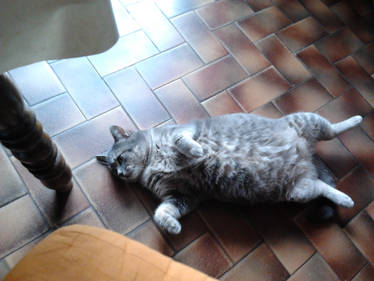 Le Chat Est Mort Ce Soir By Aury Kashita On Deviantart Le Chat Est Mort Ce Soir By Aury Kashita On Deviantart