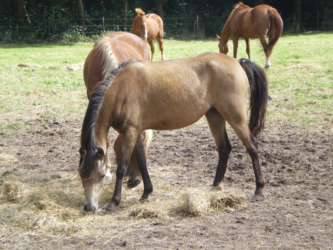 In the Valley of Horses