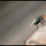 Fly Stop
