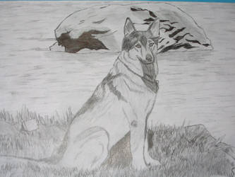 German Shepard