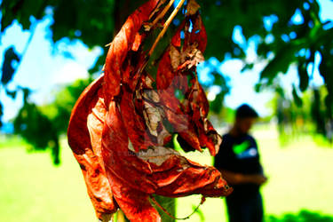 Red Nymph 