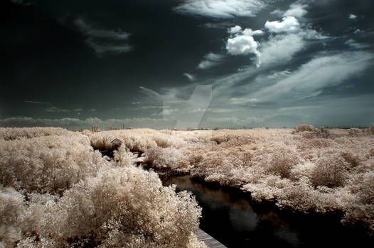 Mangrove Forest