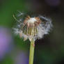 The Humble Dandelion