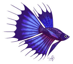 Betta Fish