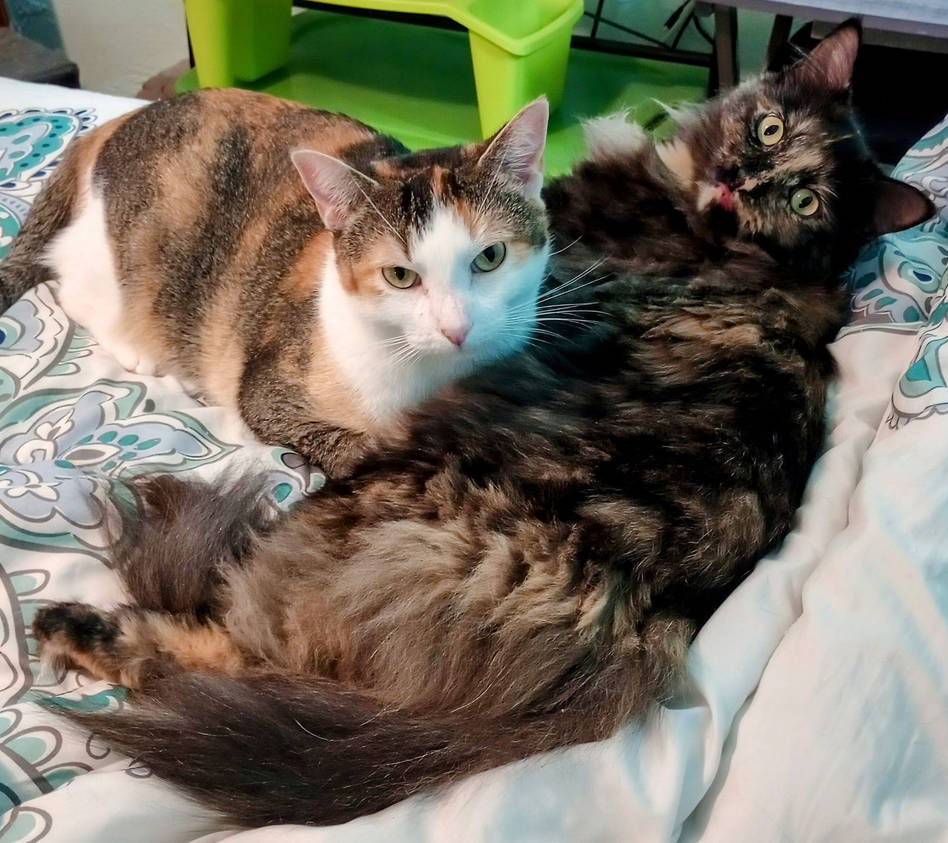 Fluffy Trouble Makers by Kandy918 on DeviantArt