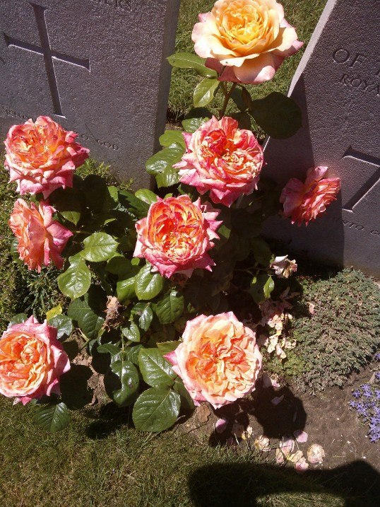 Diabolical Roses The Roses by demonandangelend on DeviantArt