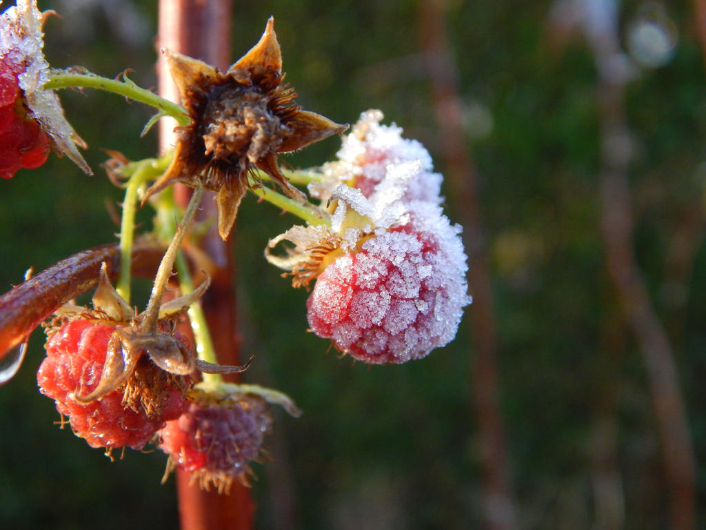 Raspberrys 1 by demonandangelend on DeviantArt