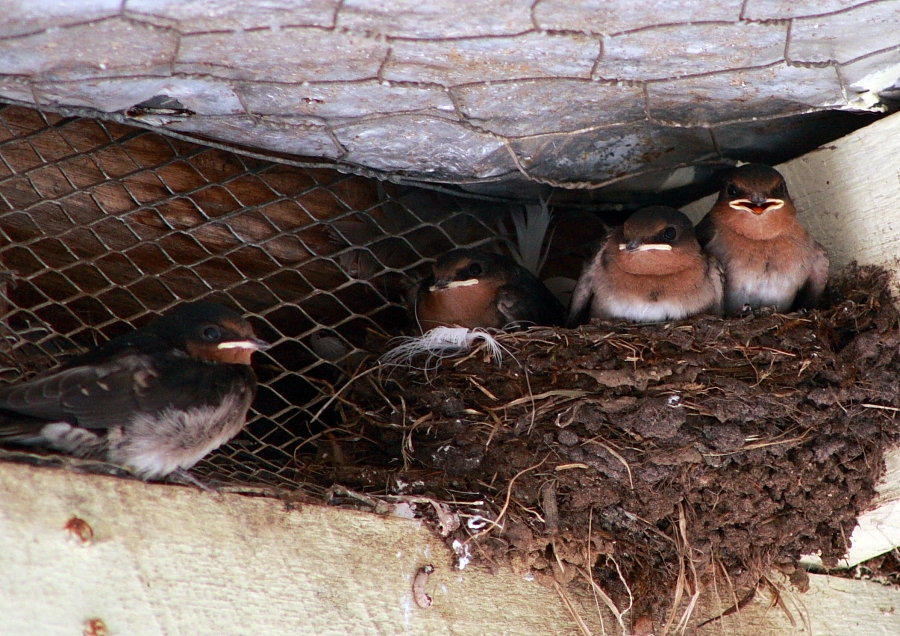 Awesome birdies