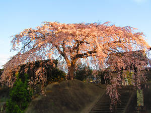 Sakura2015