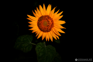Finally, the sunflower.