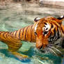 Bengal Tiger swimming