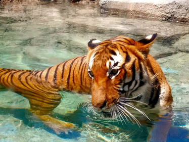 Bengal Tiger swimming