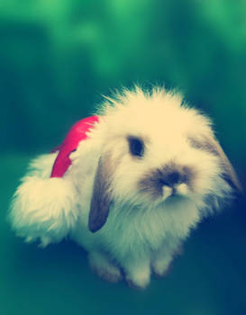 santa... bunny