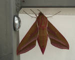 pink and green moth