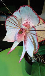 white/pink Monster Orchid