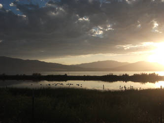 Birds Relaxing In Utah Lake