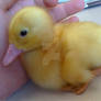 Hush Little Ducky :3