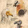 African vultures 2