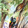 Wilson's bird-of-paradise