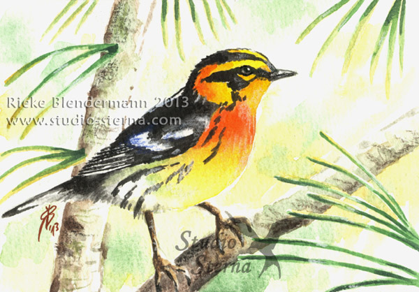 Blackburnian warbler