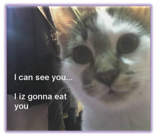 lol cat: i iz gonna eat you