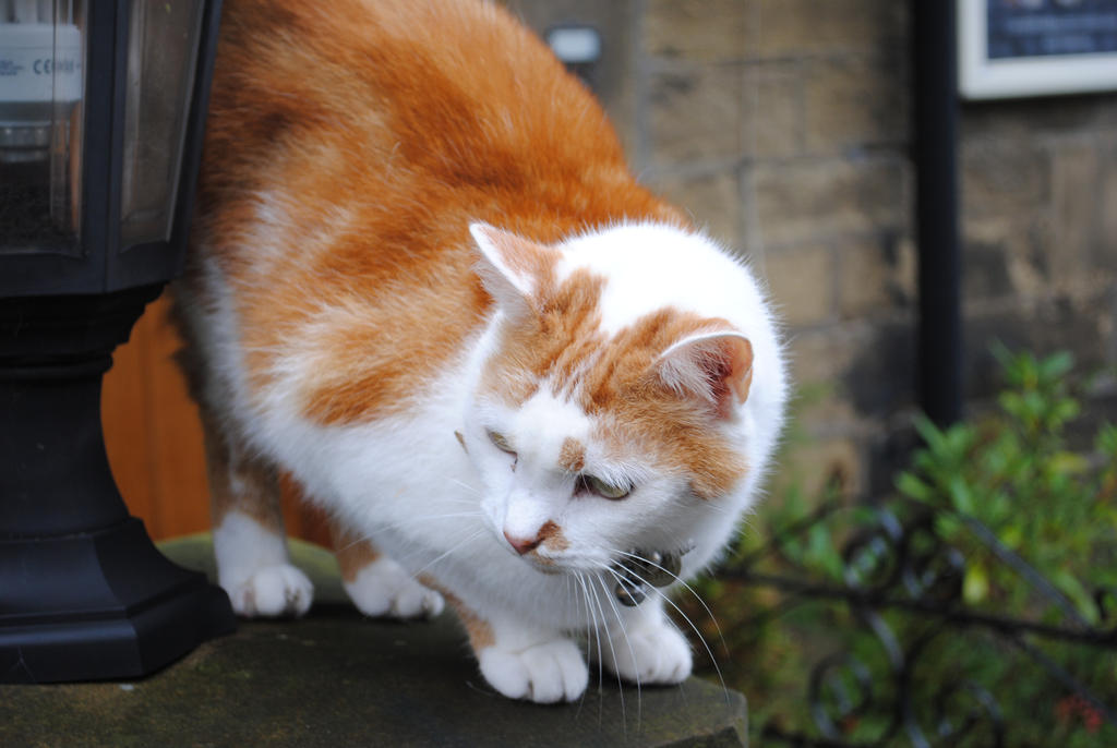 Haworth's cat by crazyfrog2005 on DeviantArt