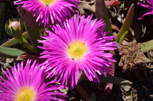 Giant Purple Flower