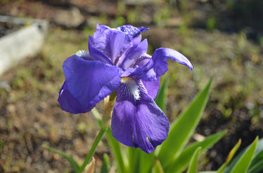 Purple Flower