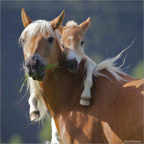 A Mare and her Foal