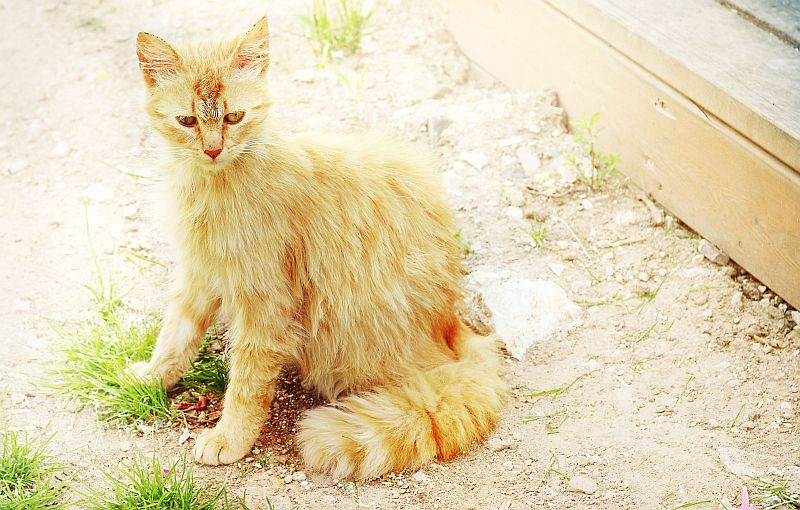 Turkish cat