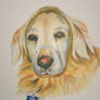 'Sheba', Golden Retriever