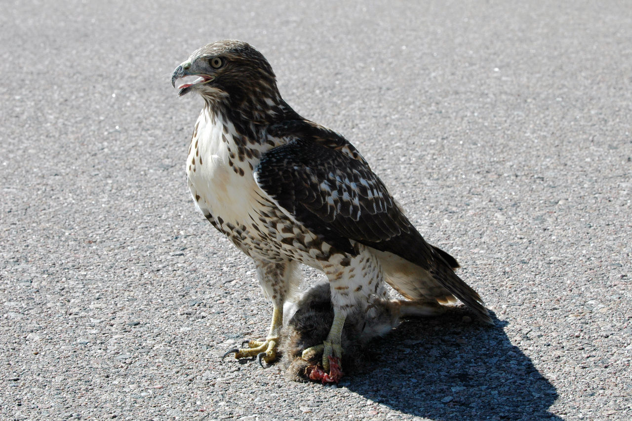 Hawk with rabbit kill on road by sightweave on DeviantArt