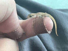 Caught a lizard