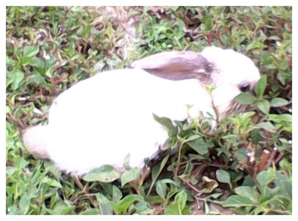 Niebla the rabit. by Conejita123 on DeviantArt