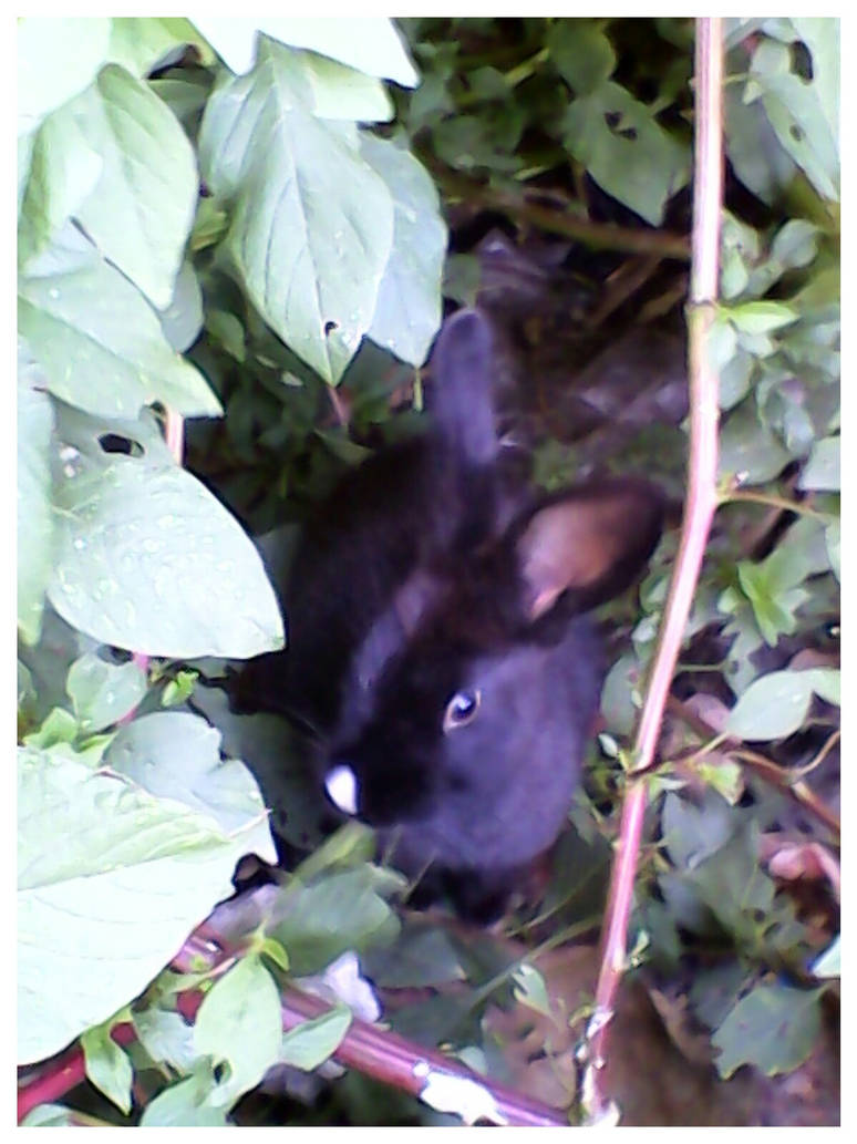 Luna the rabit. by Conejita123 on DeviantArt