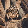 Burrowing Owl