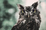 Eastern Screech Owl by Chelsey-Dunn
