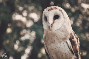 Barn Owl II