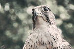 Prairie Falcon by Chelsey-Dunn