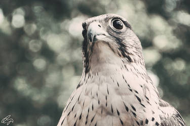 Prairie Falcon