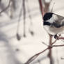 Black-capped Chickadee IV