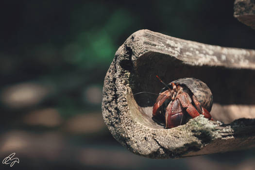 Caribbean Hermit Crab II