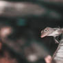 Brown Anole