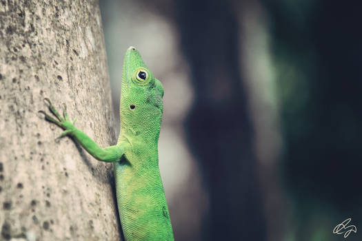 Jamaican Giant Anole