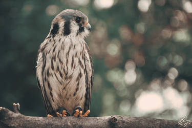 American Kestrel II