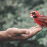 Northern Cardinal