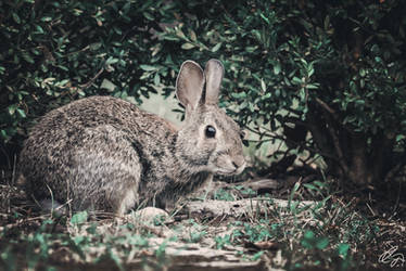 Chelsey Rabbit Chelsey-Dunn - Hobbyist, Photographer | DeviantArt